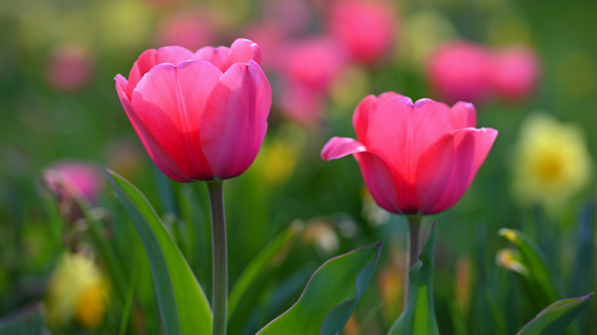 64230127 Beautiful Delicate Spring Flowers Tulips Pastel